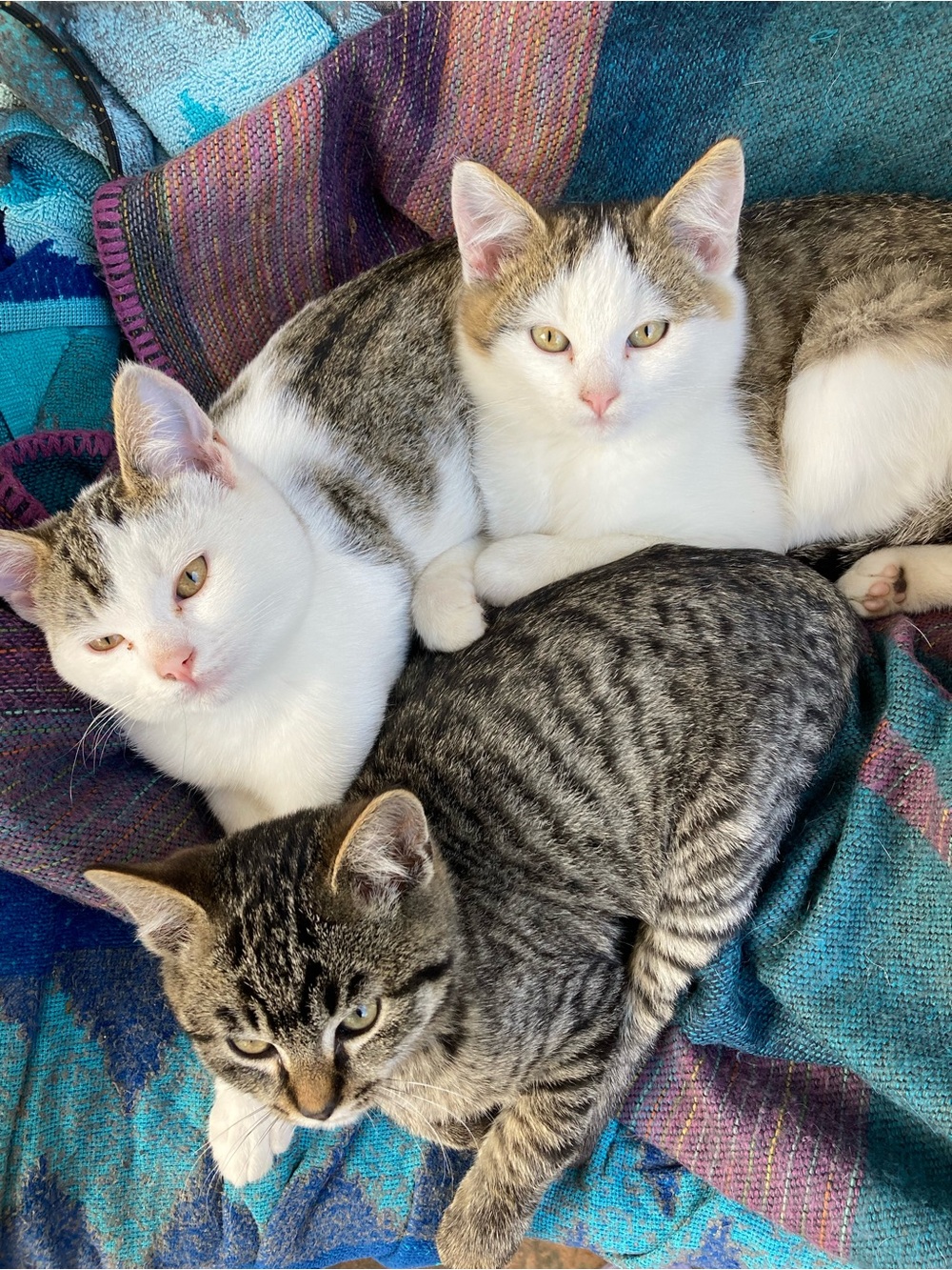 Meet your Poshers~ Acorn, Peanut and Cashew!